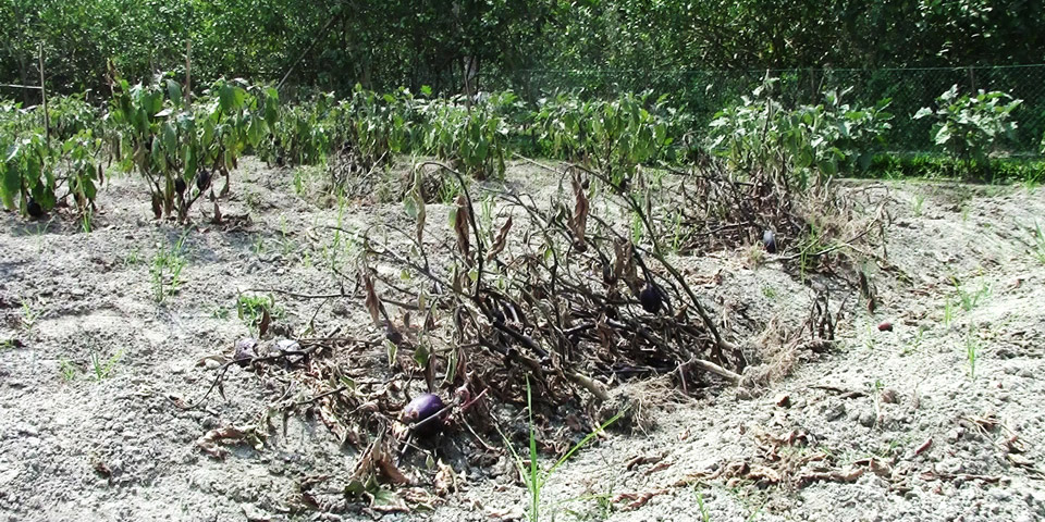 GM Bt brinjal a miserable failure