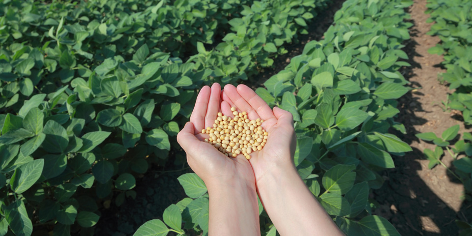 Handful of Soy in Field