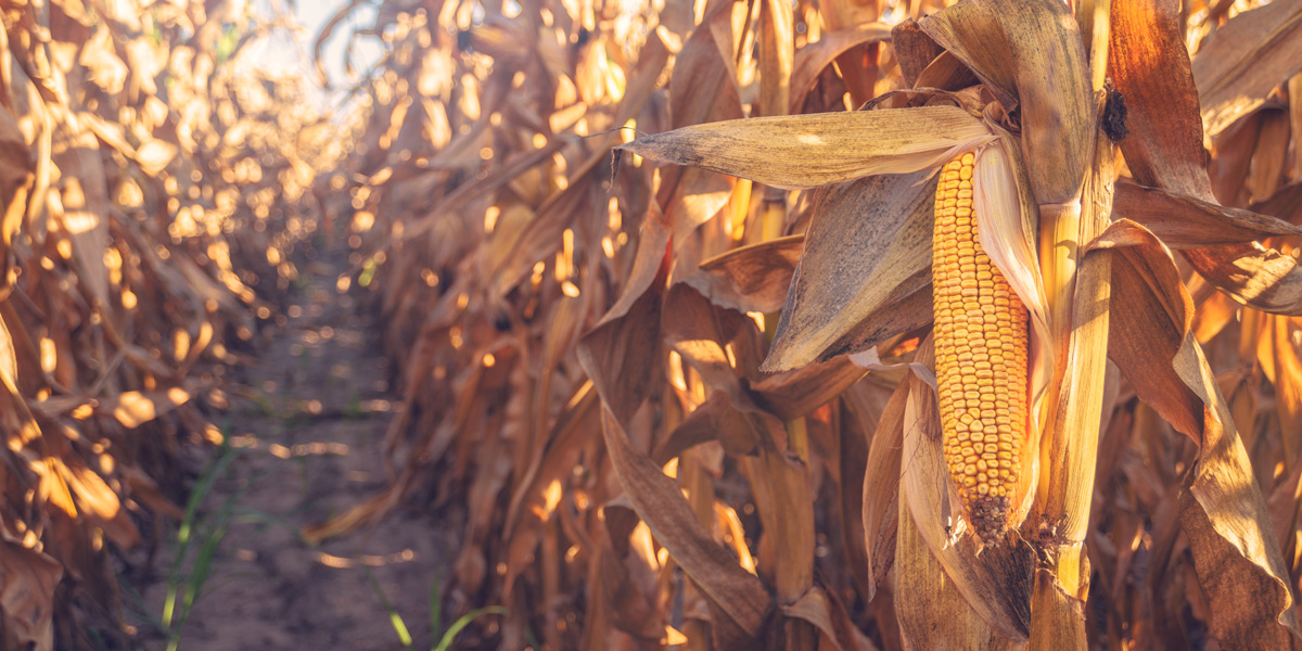 Harvest ready corn on stalk in maize field