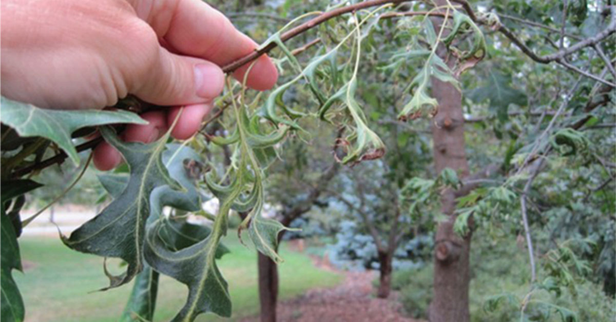 Herbicide damage hills oak jevertson