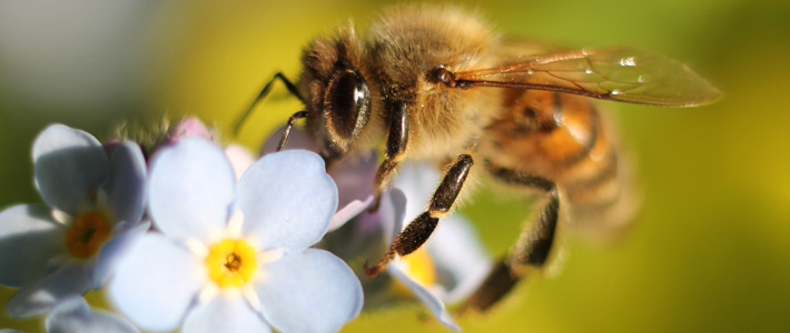 Honey Bee Close-up