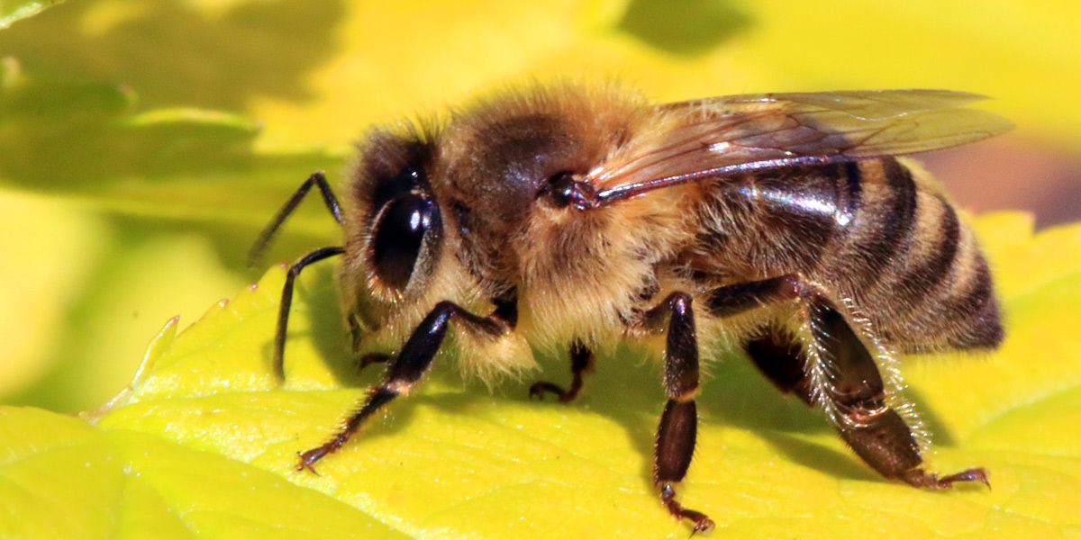 Honey bee, Apis mellifera