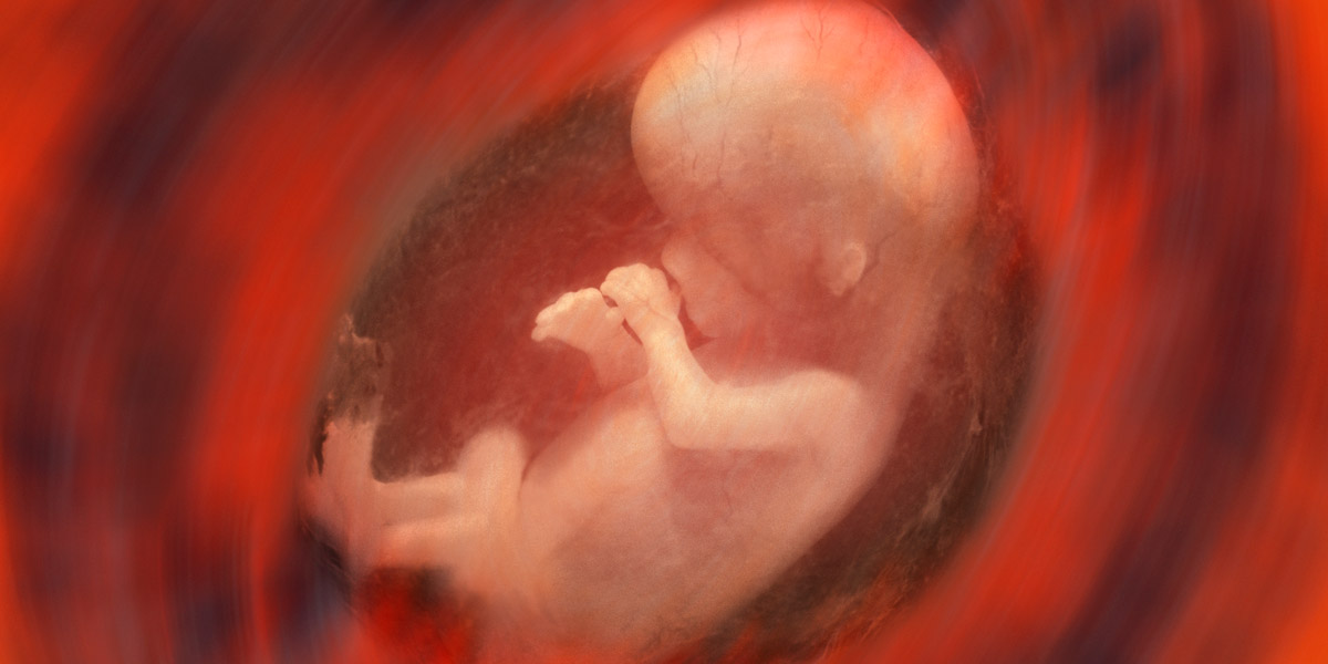 Human Fetus