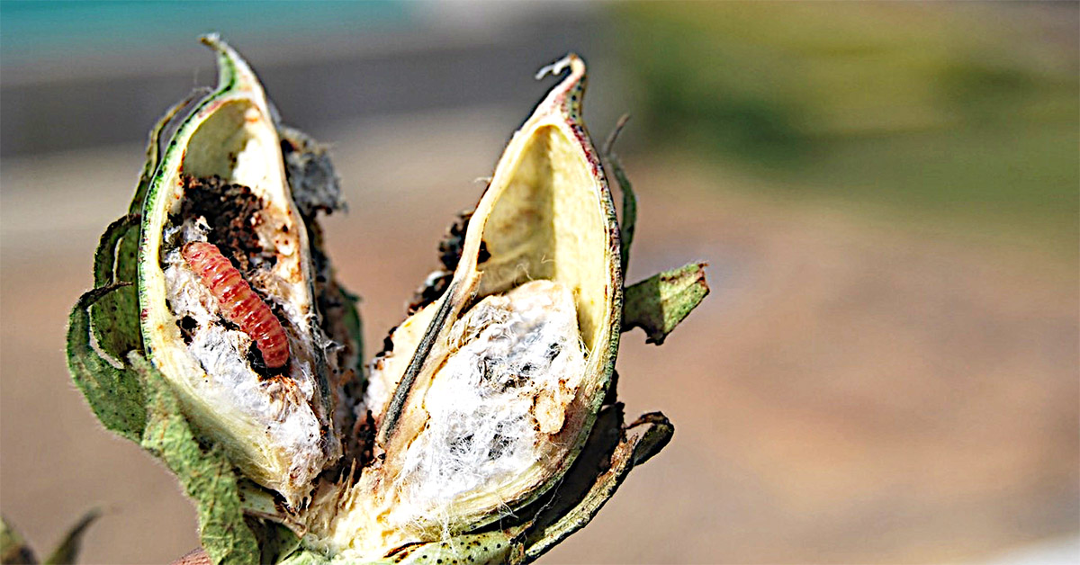 Infested cotton plant