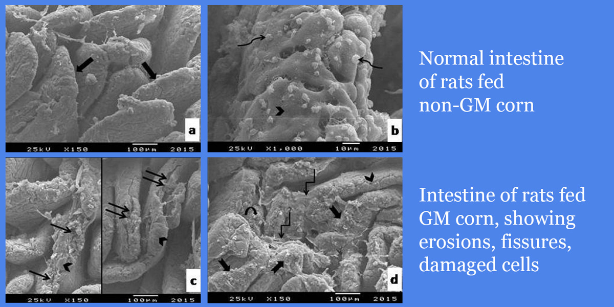 Intestine of rats fed GM corn, showing erosions, fissures, damaged cells