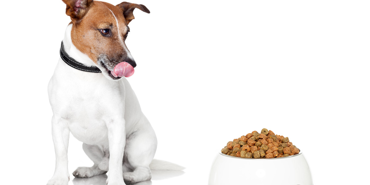 Jack Russell and dog food