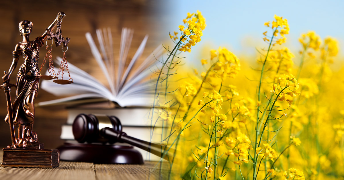 Justice symbols and canola rape flowers