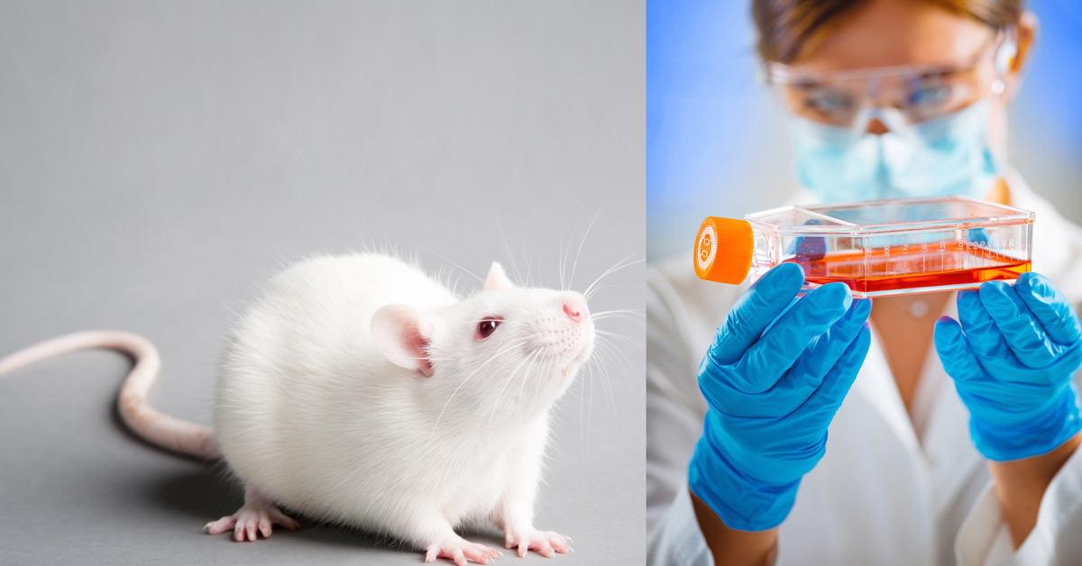 Lab rat and animal testing