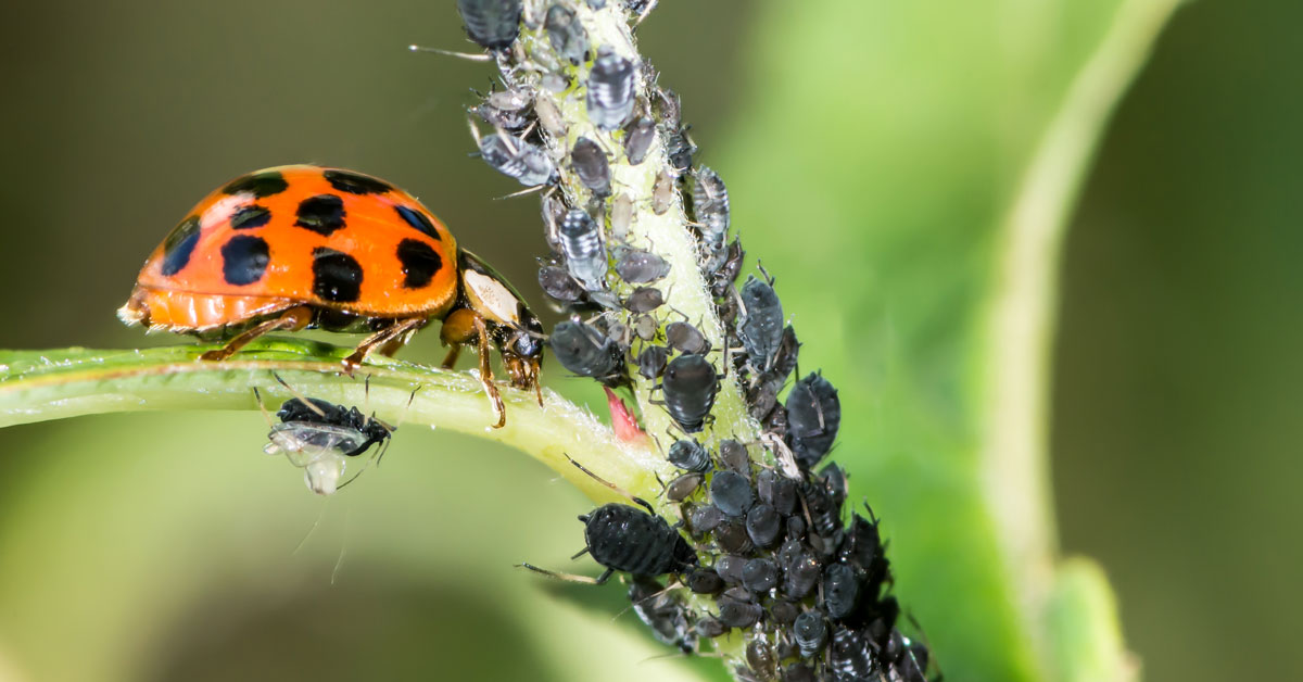 Ladybird eating aphids and pests