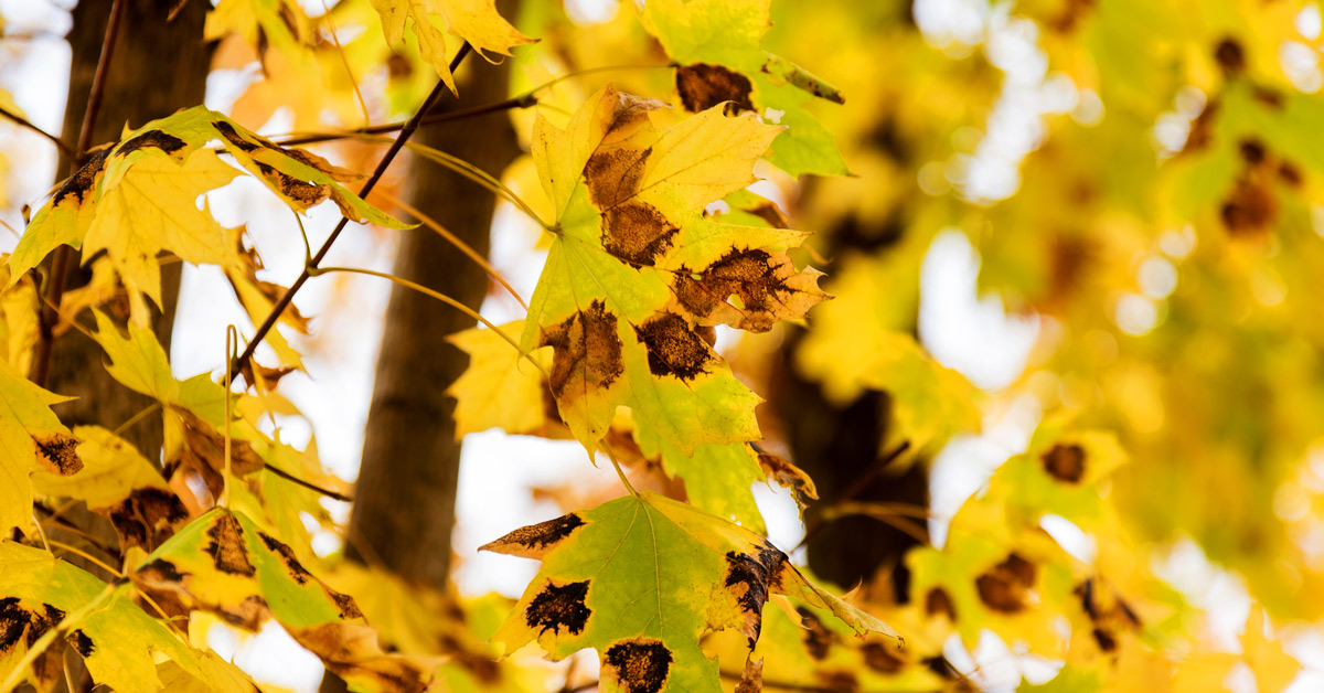 Leaves with blight Leaves with blight