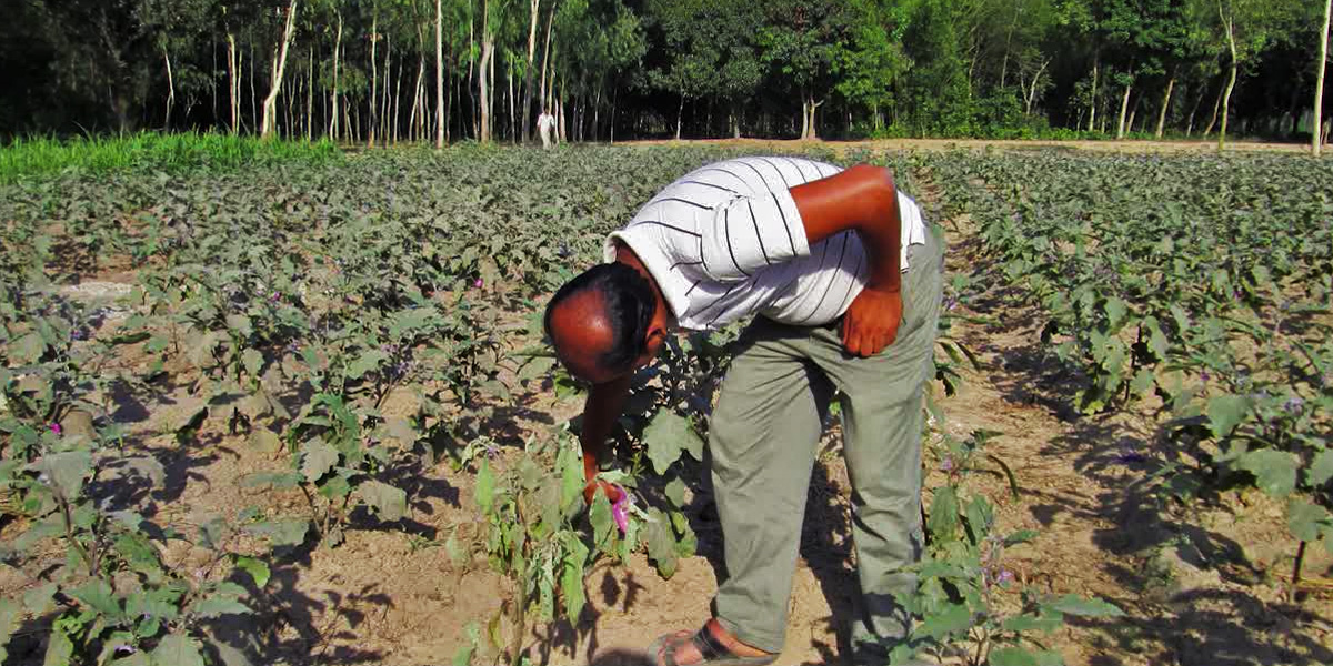 Likhon Miah inspecting damaged Bt Brinjal