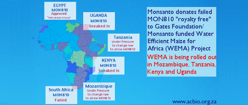 Maize MON810 Africa Map