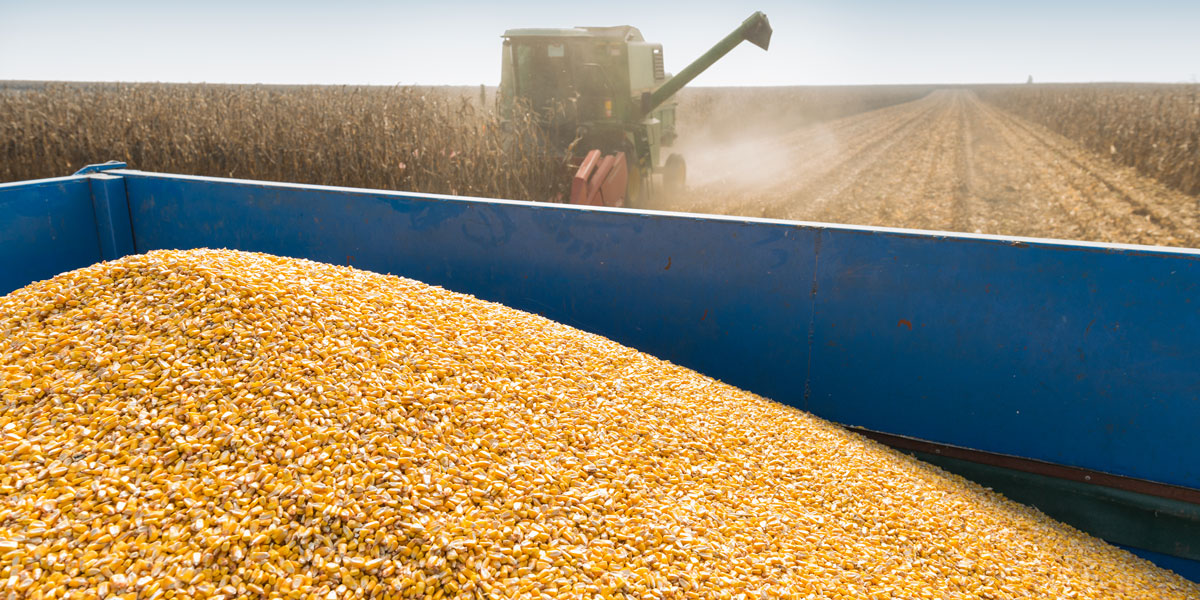 Maize Harvesting