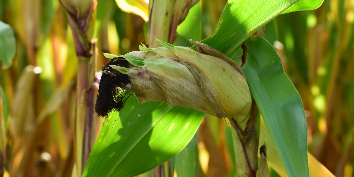 Maize plant in field