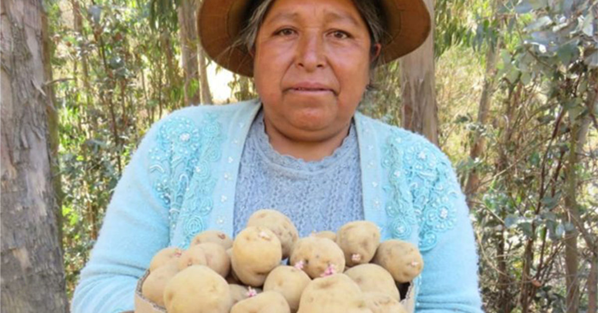 Matilde farmer holds potato tubers