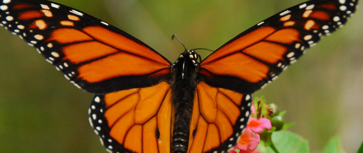 Monarch Butterfly