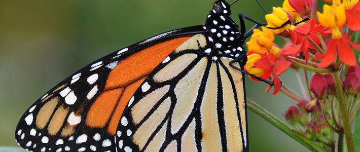 Monarch feeding off Milkweed