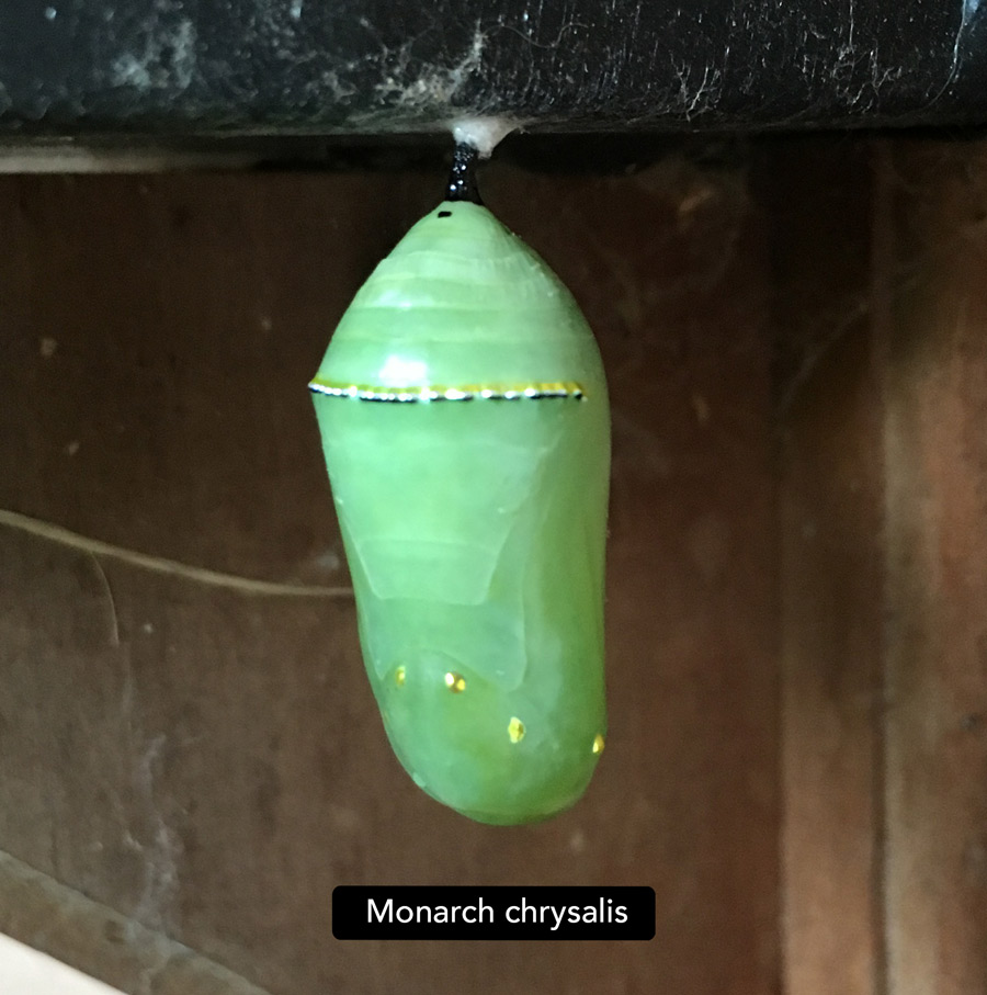 Monarch butterfly chrysalis