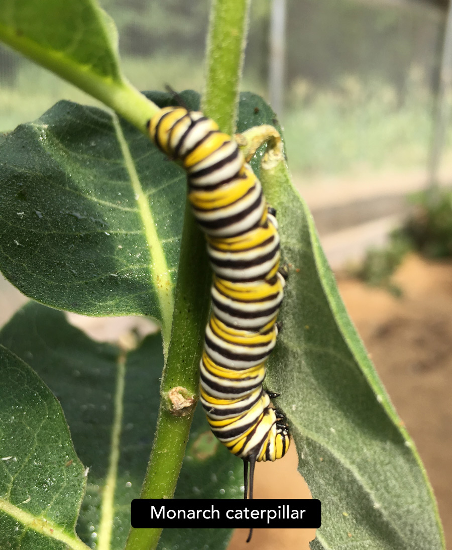 Monarch caterpillar