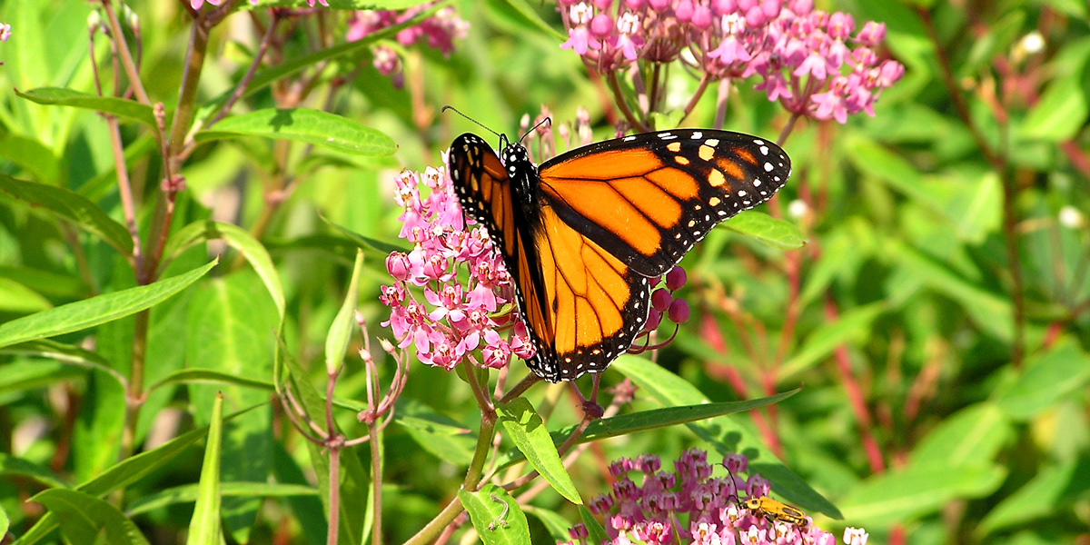 Monarch Butterfly on Swamp Milkweed