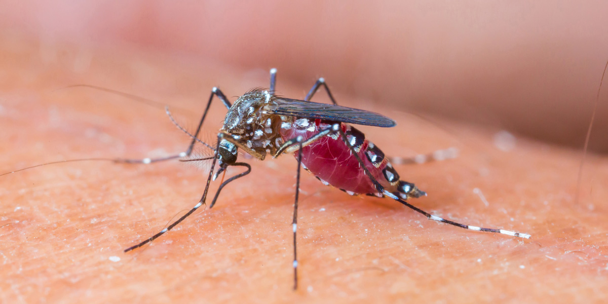 Mosquito Sucking Blood