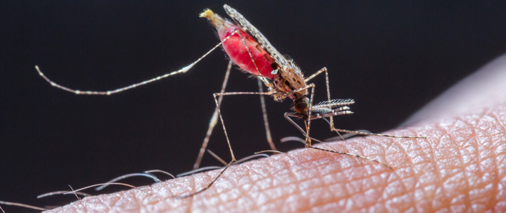 Mosquito Sucking Blood