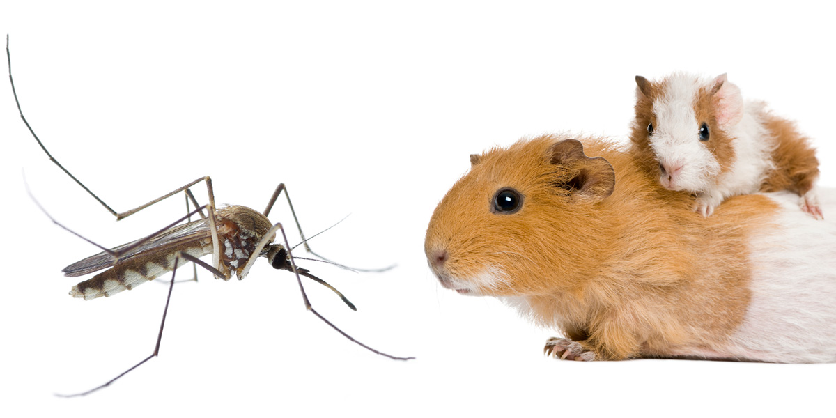 Mosquito and Guinea pig