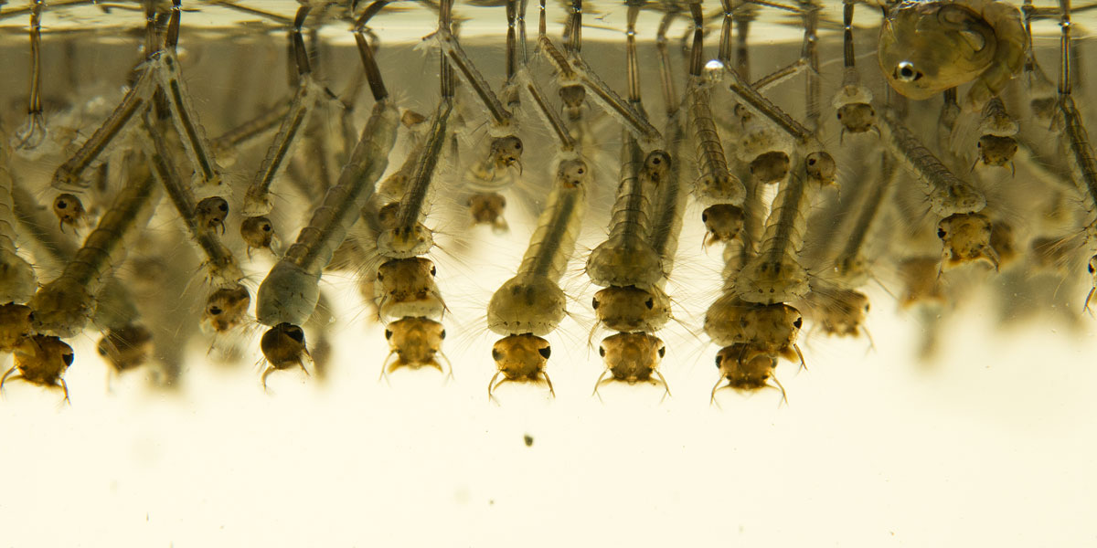 Mosquito larvae