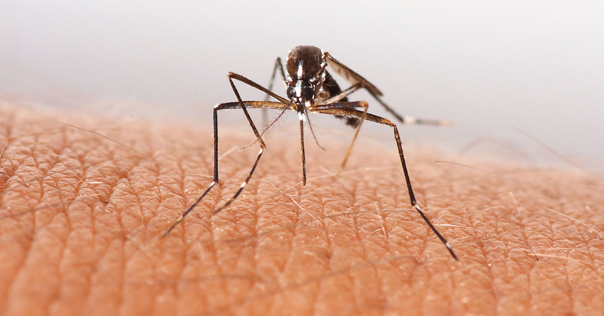 Mosquito on human skin