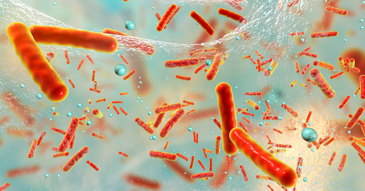 Multidrug resistant bacteria inside a biofilm