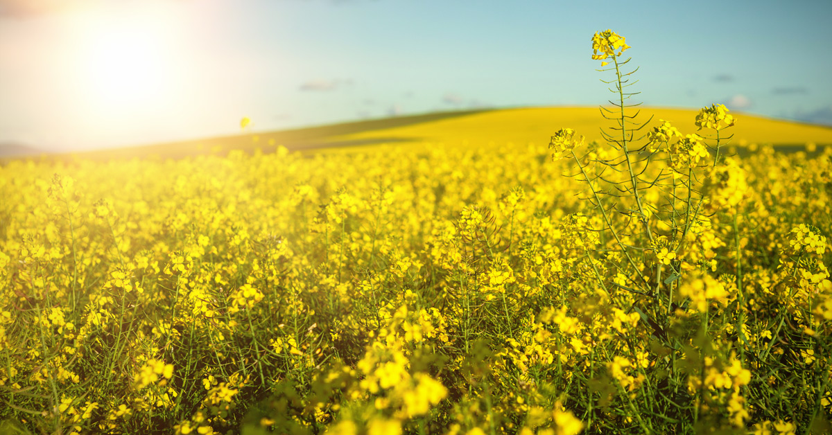 Mustard field on a sunny day