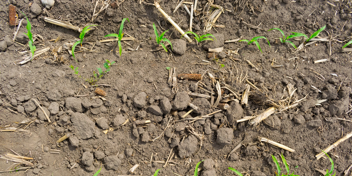 No-dig corn production