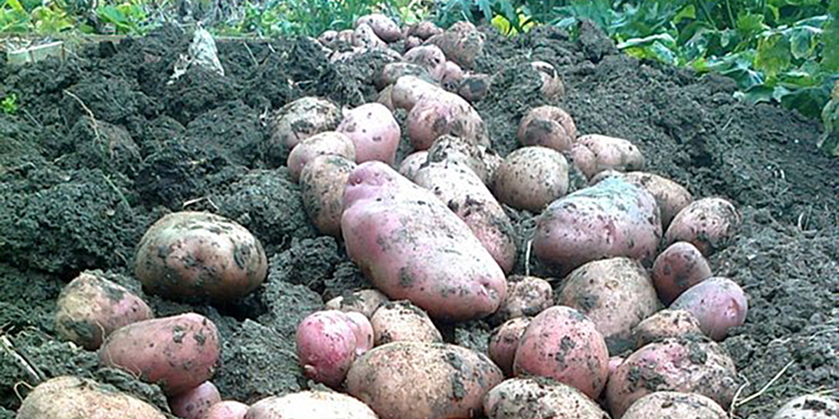 Non-GM blight-resistant potatoes