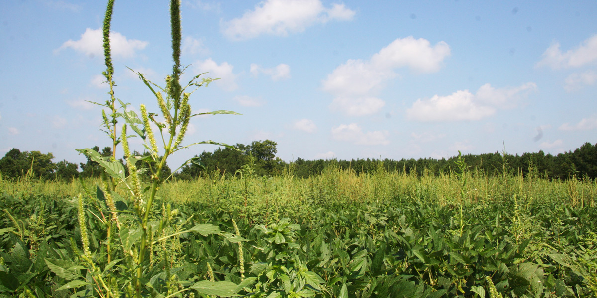 Palmer Amaranth