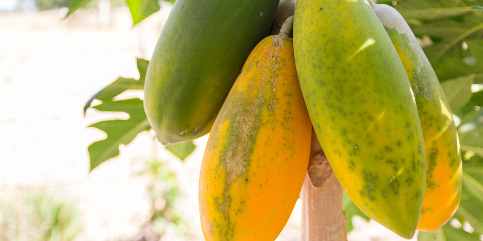 Papaya Fruit On Tree