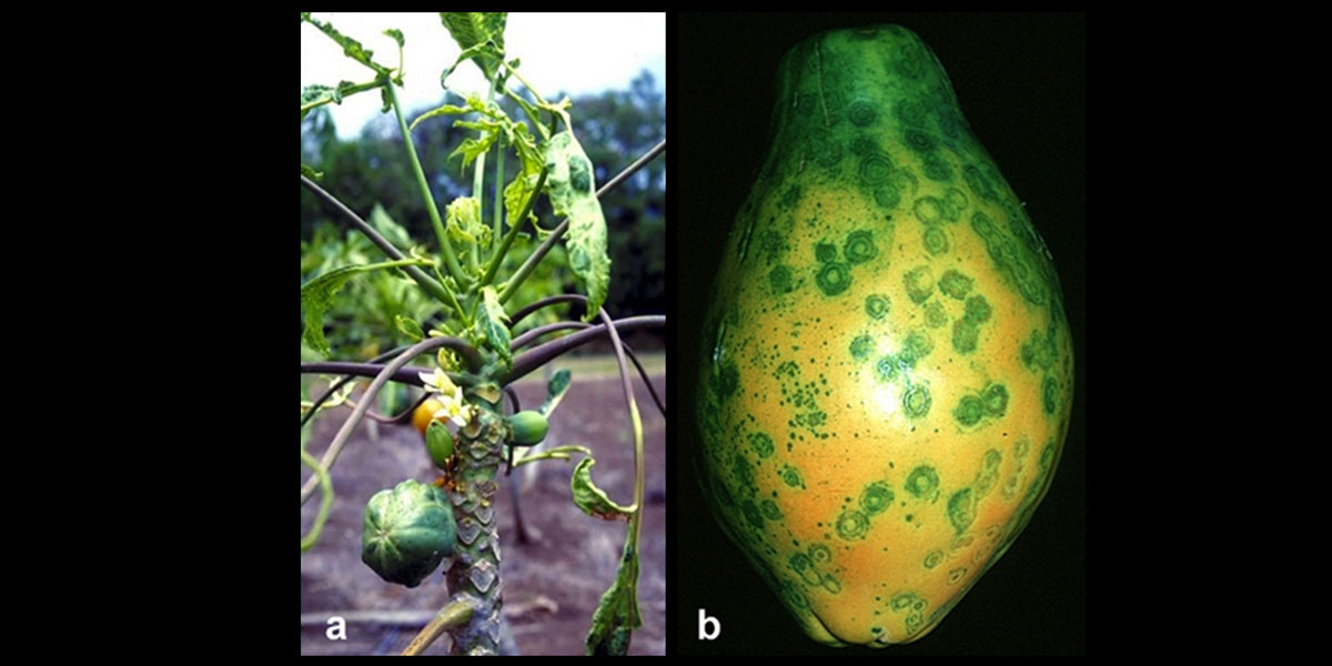 Papaya Ringspot Virus Symptoms
