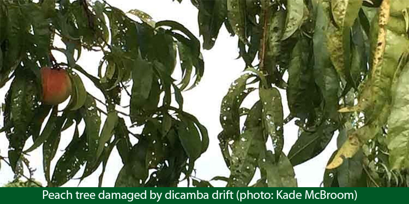 Peach tree damaged by dicamba drift