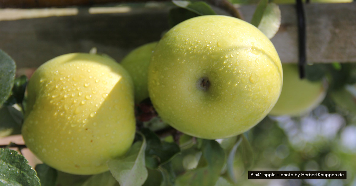 Pia41 apples