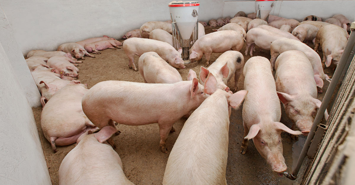 Pig Farm