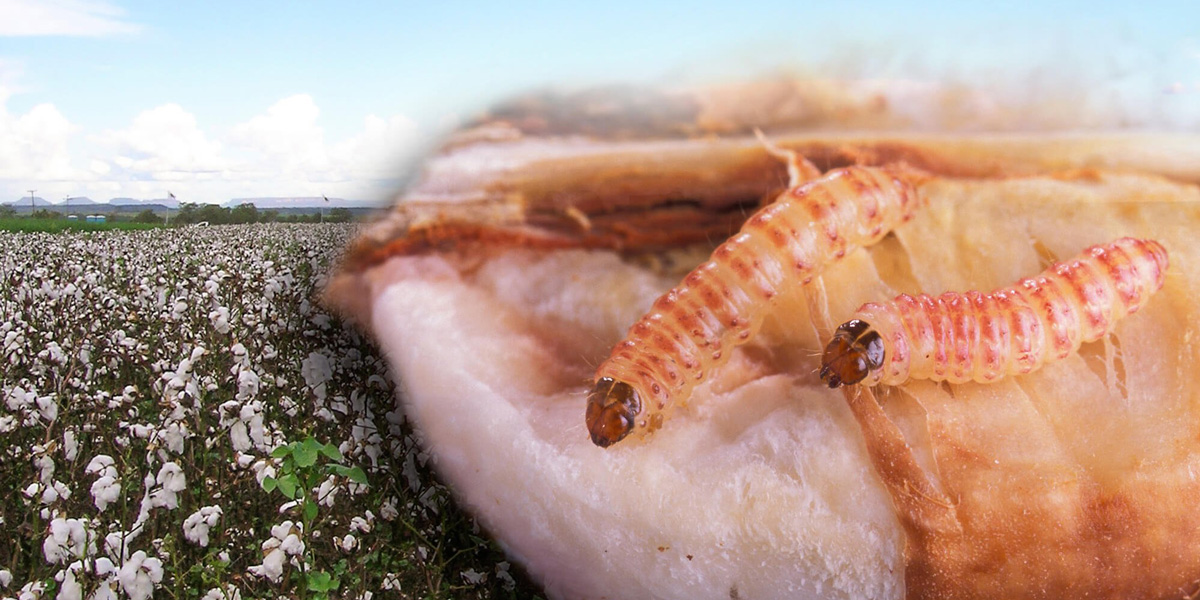 Pink bollworm and cotton field