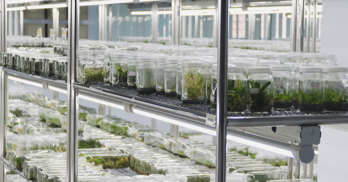 Plant tissue culture growing in bottles