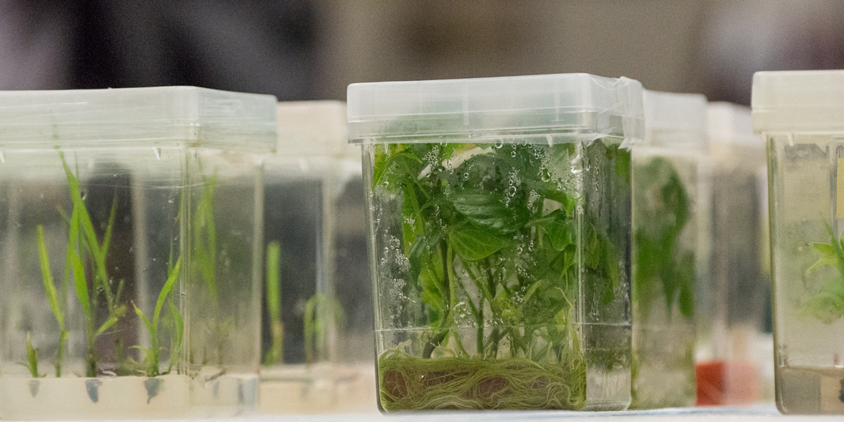 Plant tissue cultures