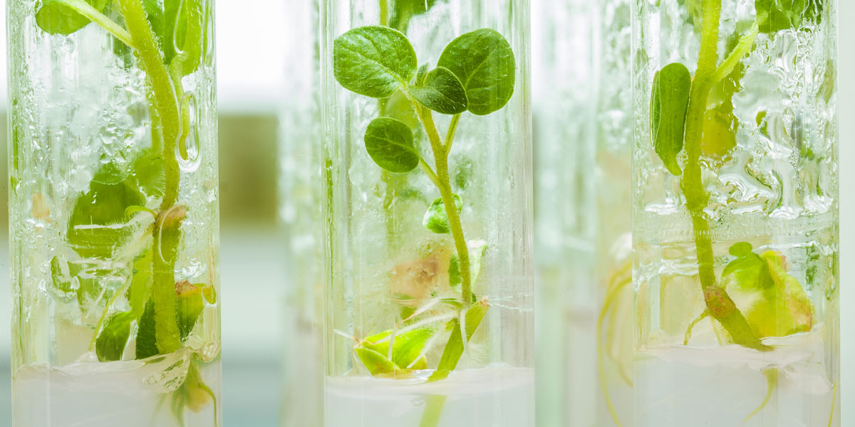 Plants of potato in lab