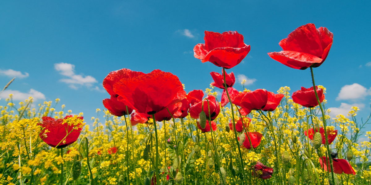 Poppies in a field