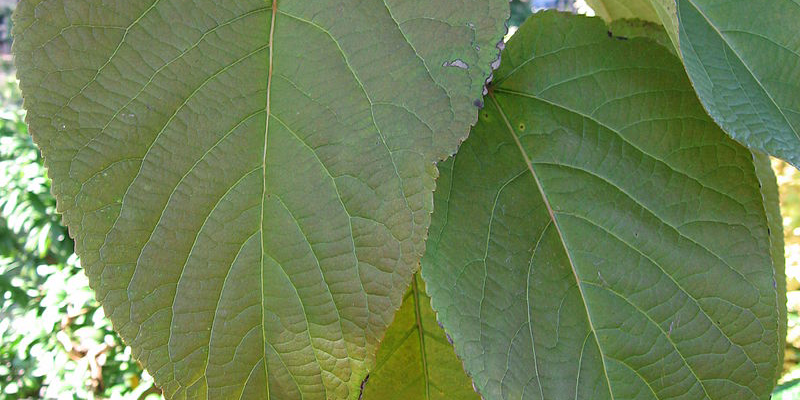 Poplar leaves