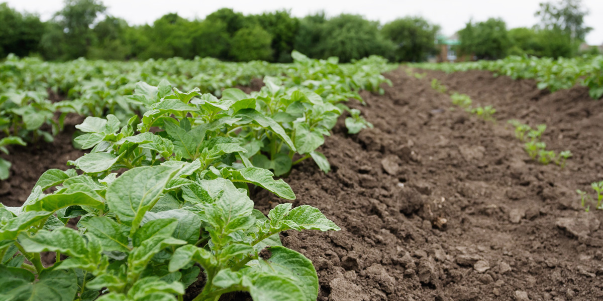 Potato Beds