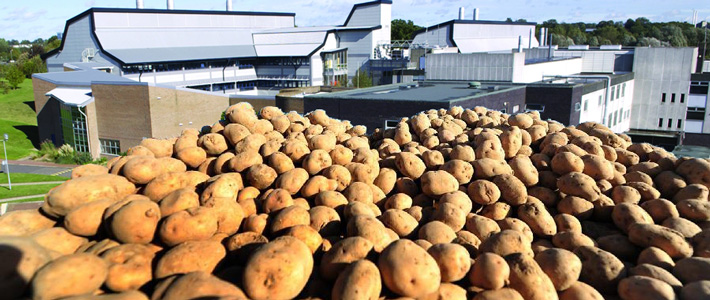 Potatoes and the John Innes Centre