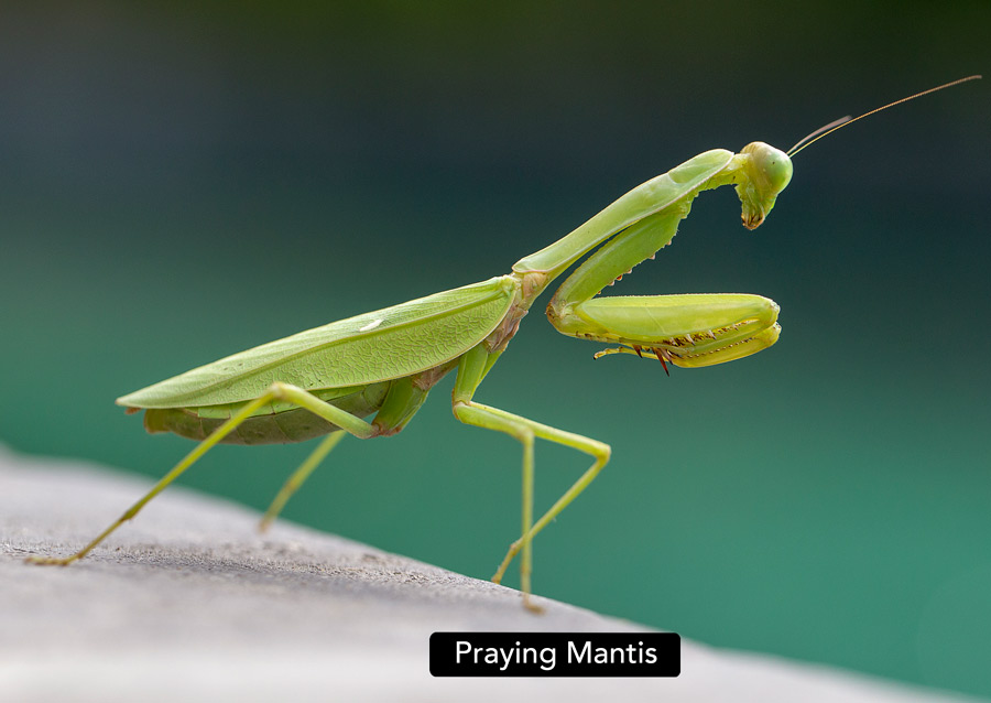 Praying Mantis