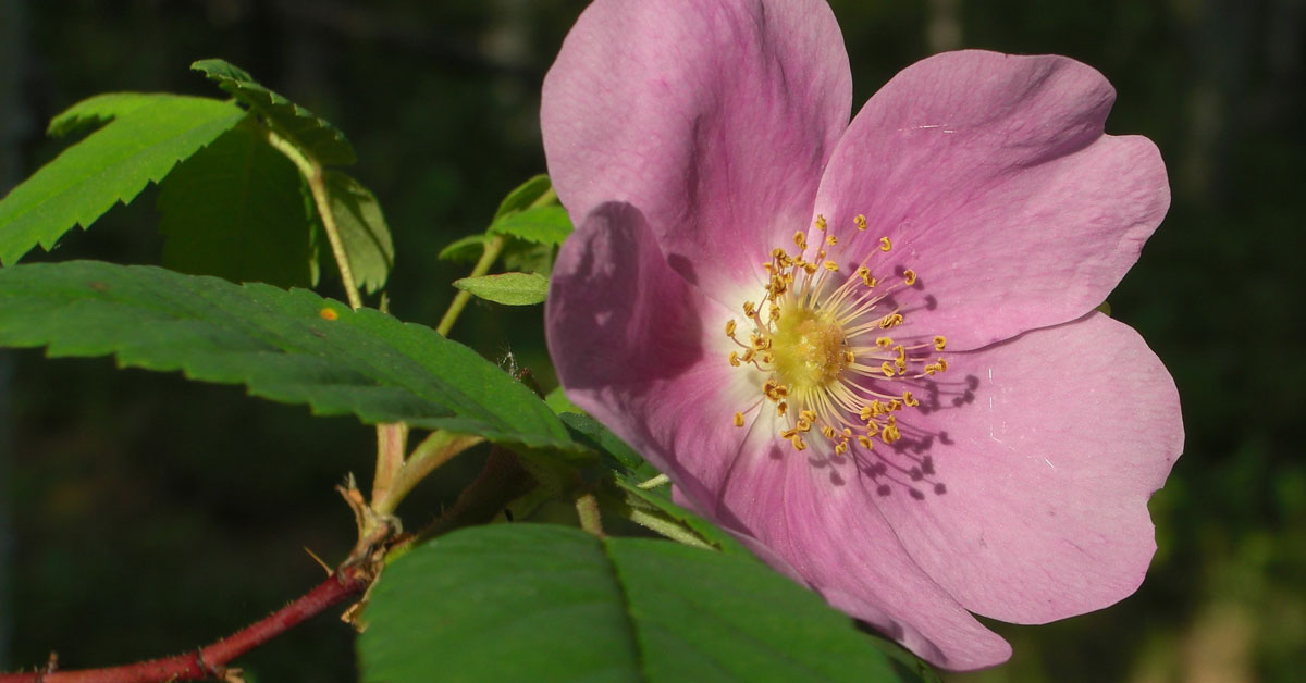 Prickly Rose