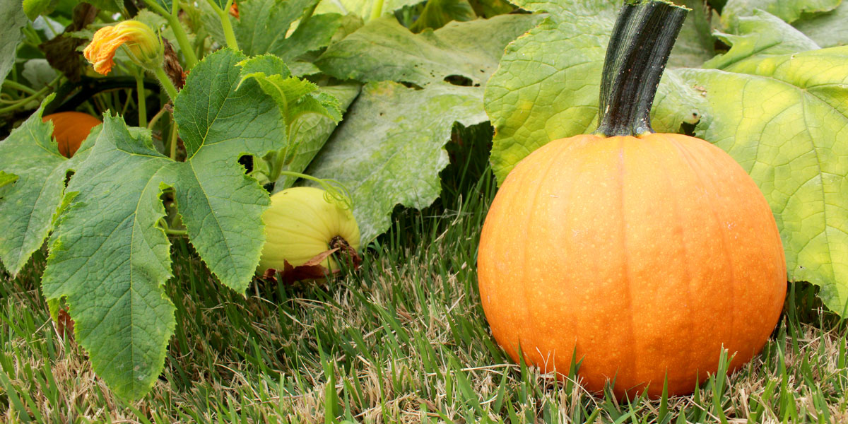 Pumpkin near vine